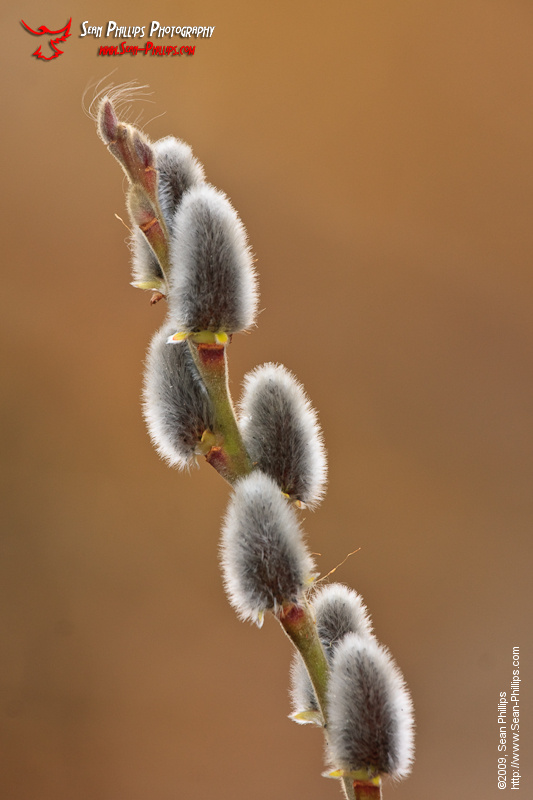 Pussy Willow Catkins in early Spring