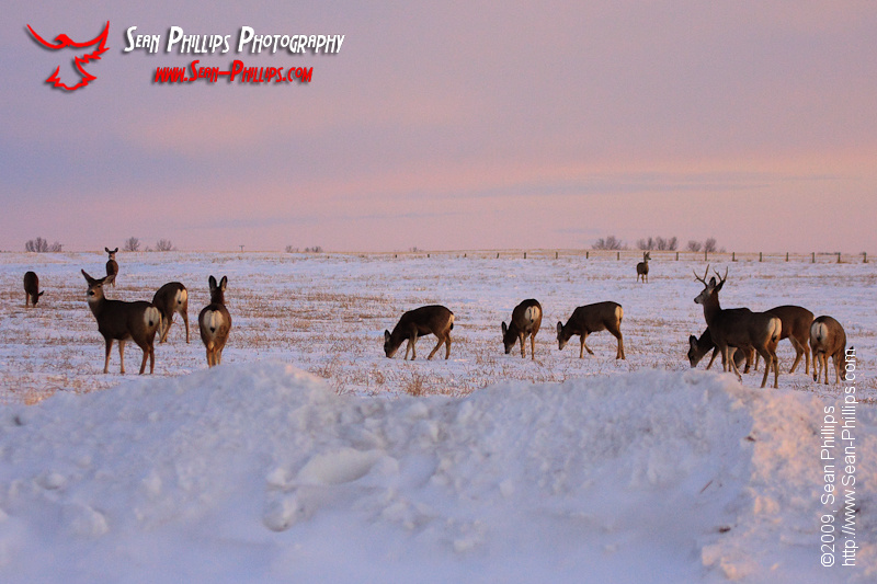 Herd of Mule Deer in winter at sunset