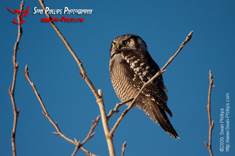 Northern Hawk Owl perching in a tree