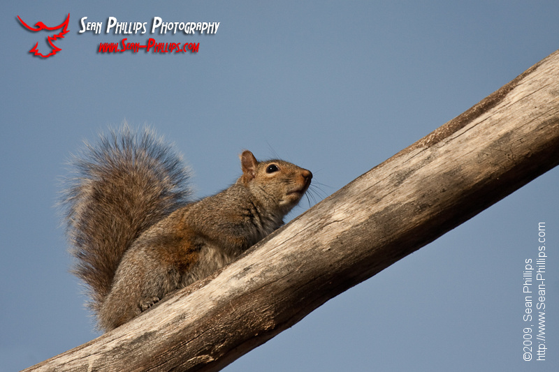 Eastern Gray Squirrel on a branch