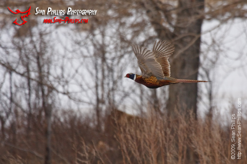 Ring-necked Pheasant in flight