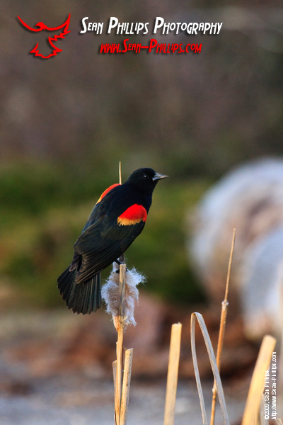 Male Red-winged Blackbird at Robert Lake in Kelowna