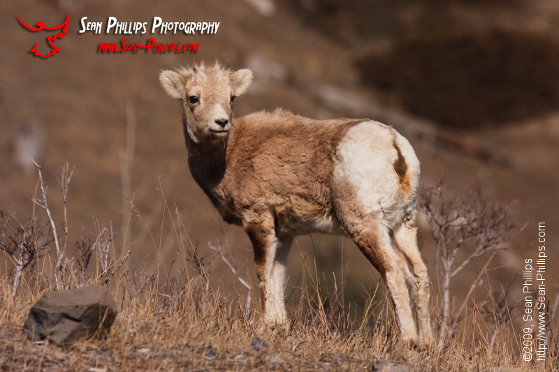 Juvenile Rocky Mountain Bighorn Sheep
