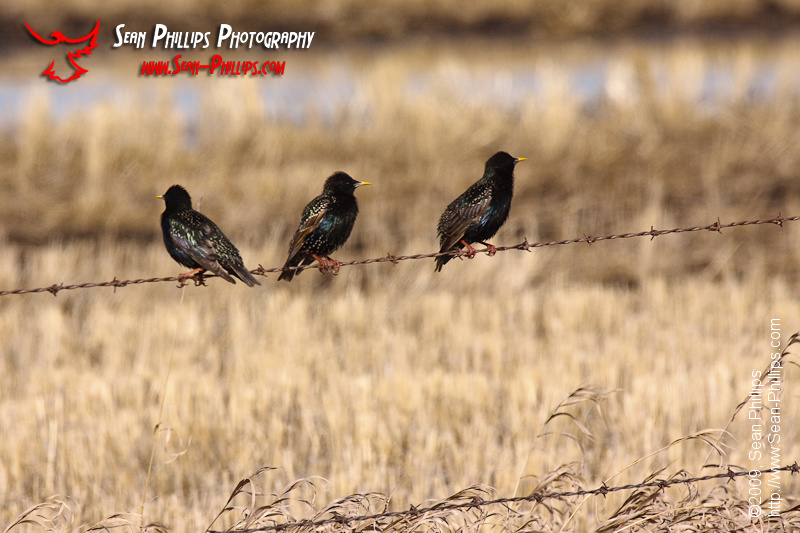 European Starlings on a Barbed Wire Fence