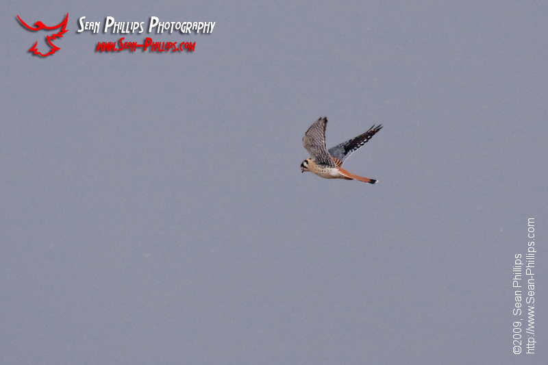 An American Kestrel hovering on a windy day