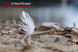 White Feather on a Sandy Beach