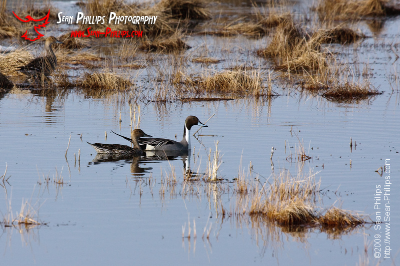 Northern Pintails swimming in a Slough