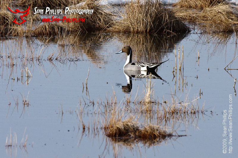 Northern Pintail swimming in a Slough