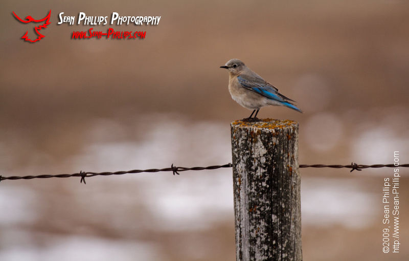 Female Mountain Bluebird perched on a Fencepost