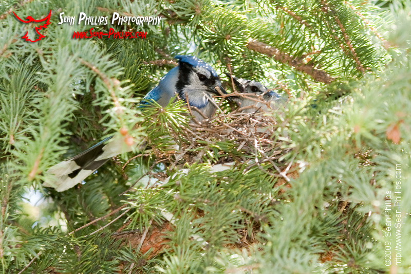A pair of Nesting Bluejays share a Meal