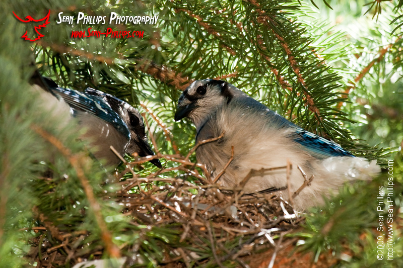 A pair of Nesting Bluejays share a Meal