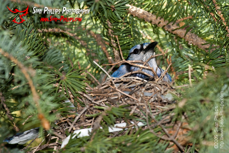 Bluejay on the Nest