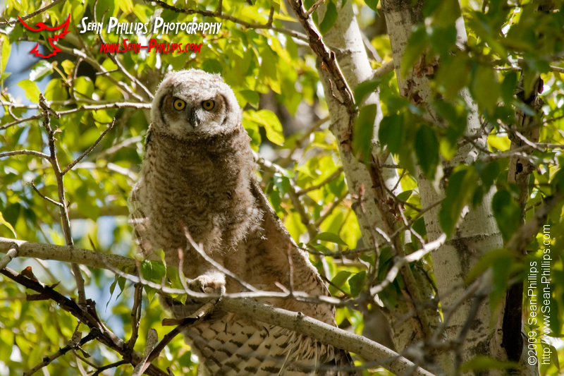 Perching Great Horned Owlet