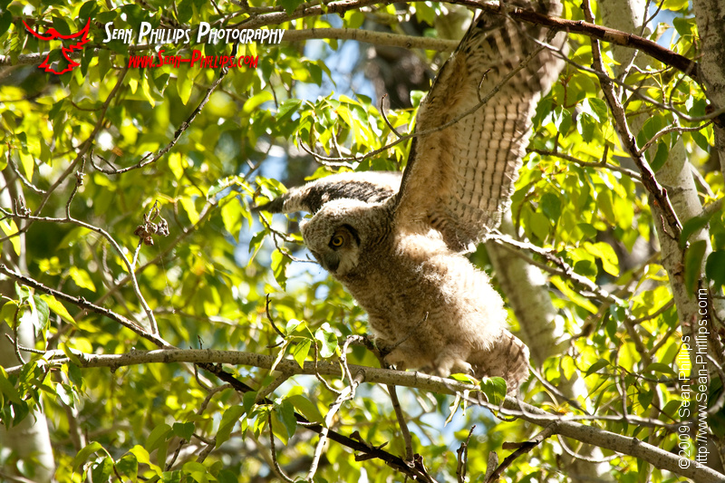 Great Horned Owlet stretching its Wings