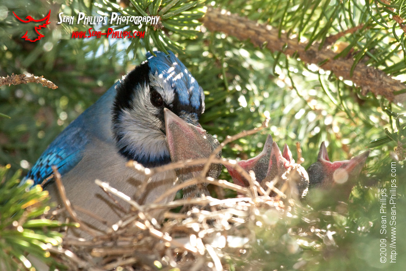 A Bluejay with a mouthful for baby!