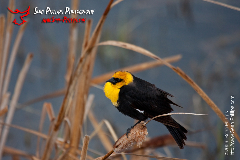 Yellow-headed Blackbird perched on slough grasses