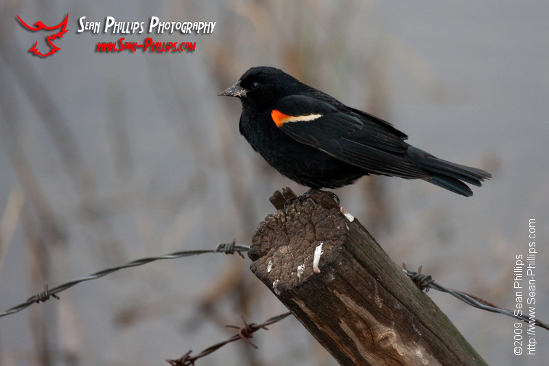 Red-winged Blackbird perched on a fencepost