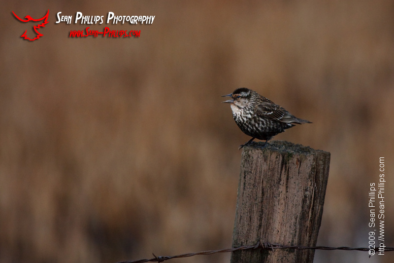 Female Red-winged Blackbird perched on a fencepost