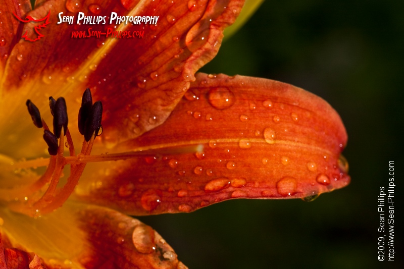 Closeup image of a Common Orange Daylily Flower