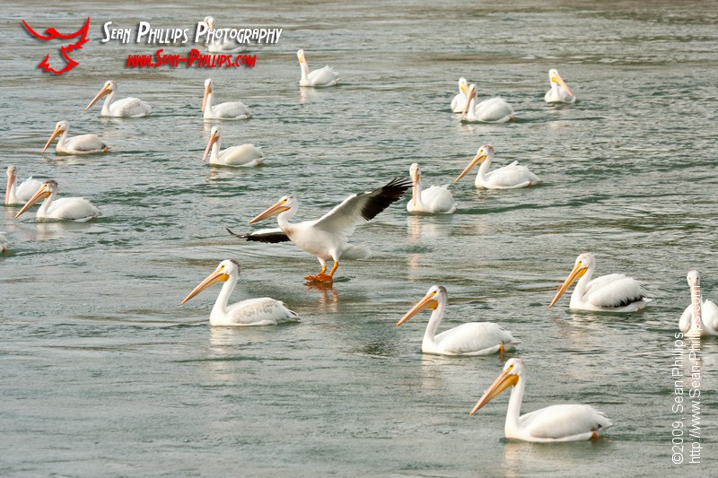 American White Pelicans at the Bow River Weir