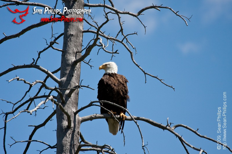 Bald Eagle at Vermillion Lake