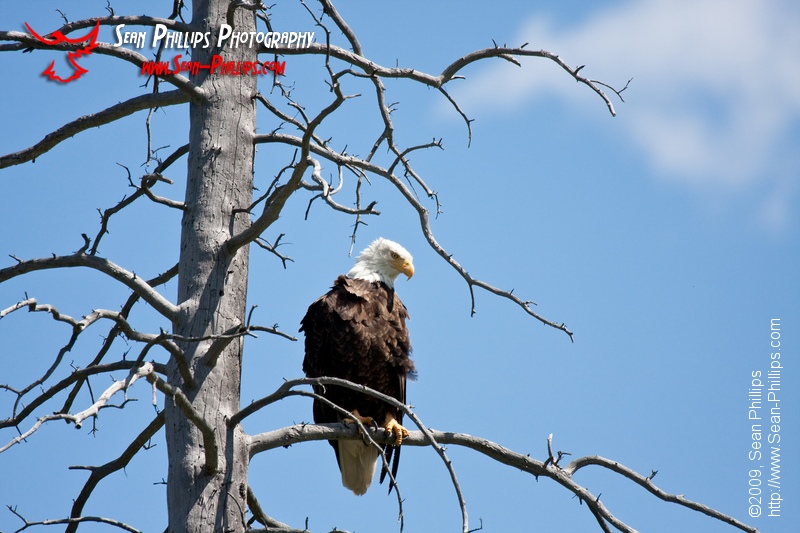 Bald Eagle at Vermillion Lake