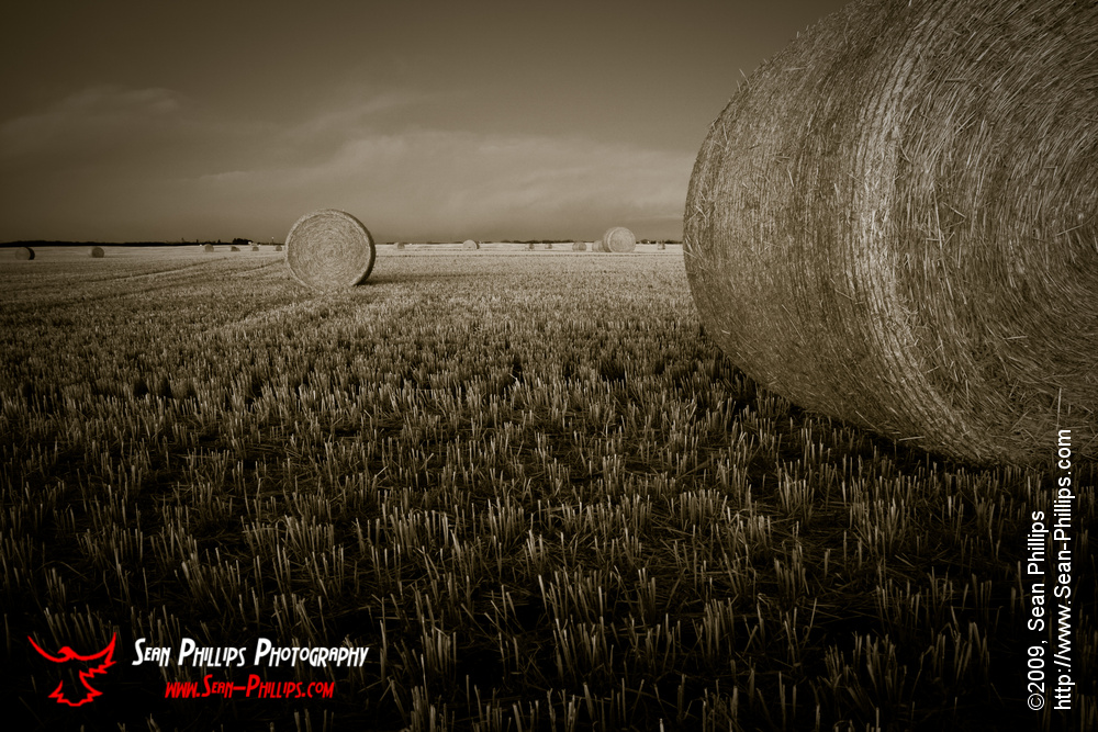 Bales in Black and White