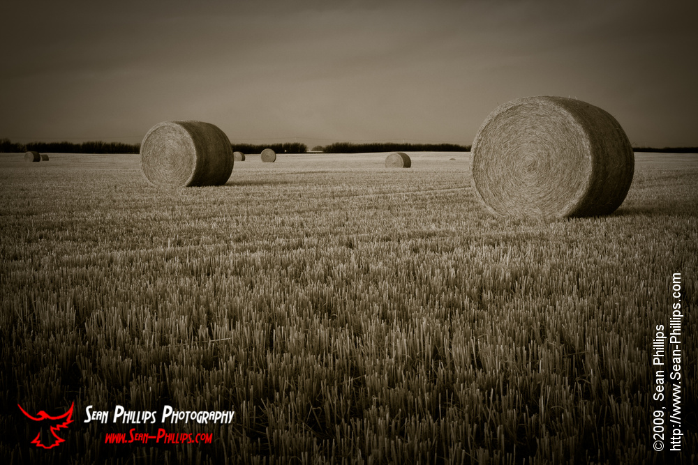 Bales in Black and White