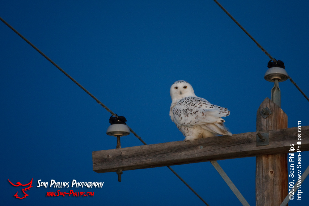 Perching Snowy Owl