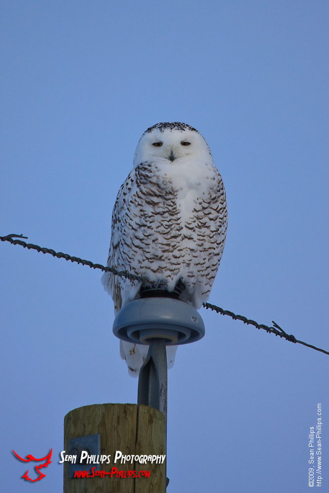 Snowy Owl East of Calgary