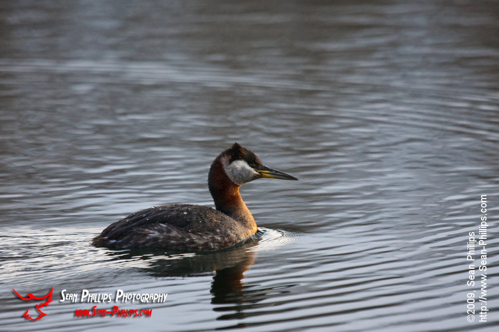 Red-necked Grebe at Carburn Park