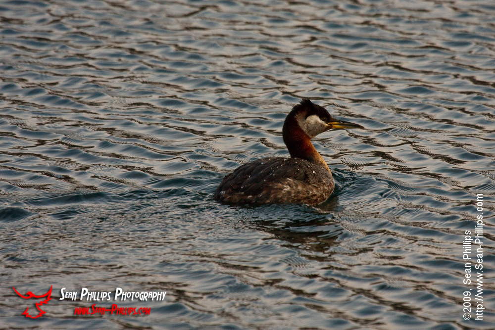 Red-necked Grebe at Carburn Park