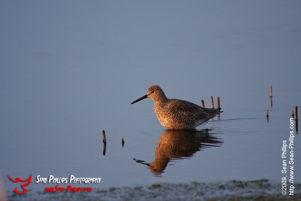 A Western Willet wading in a slough at sunrise