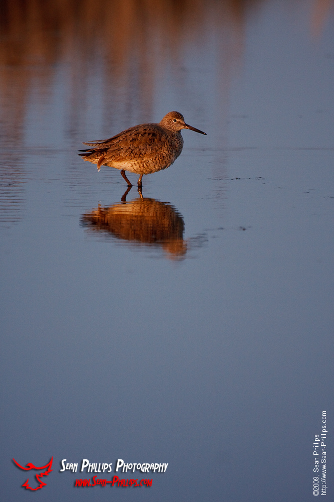 A Western Willet wading in a slough at sunrise