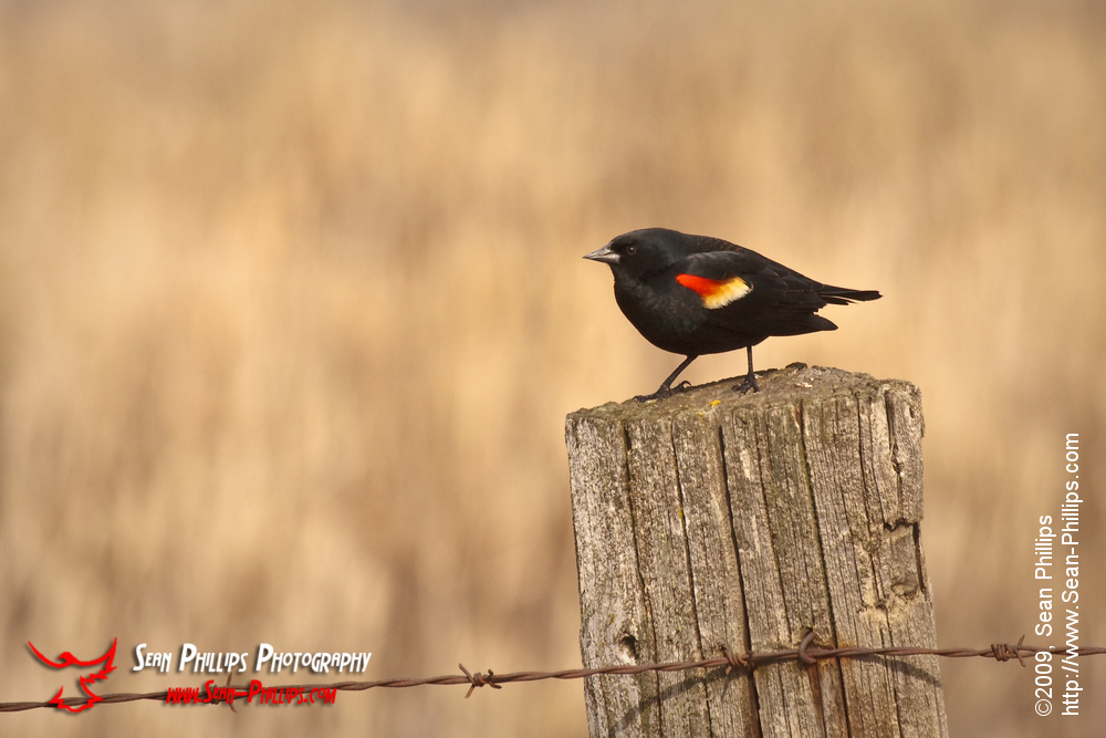 Red-winged Blackbird on a Fencepost